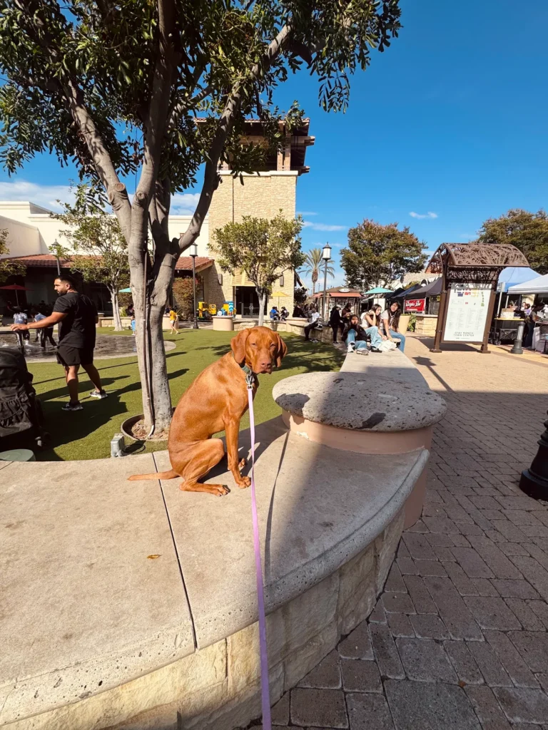 Bradley the Vizsla practicing recall and obedience in Murrieta, CA