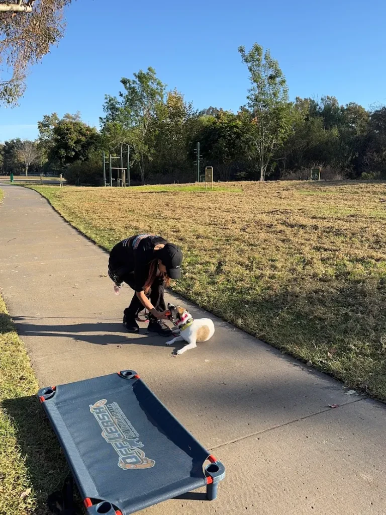 Goji, a 3-year-old Rat Terrier Chihuahua mix, improved public manners, leash behavior, and responsiveness in Murrieta, SC