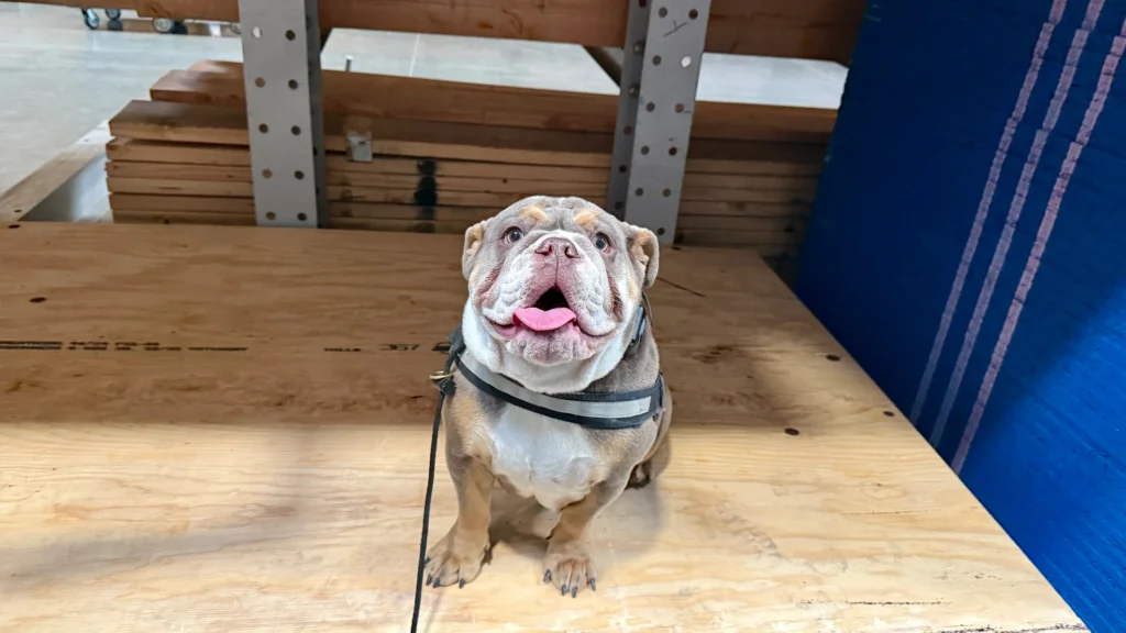 Hope, a 10-month-old English Bulldog, improved obedience, confidence, and household behavior in Murrieta, SC.