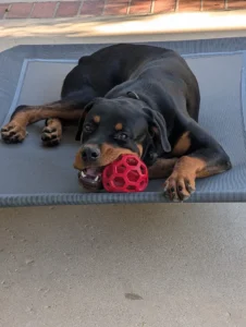 Loki practicing responsive obedience in Murrieta, CA