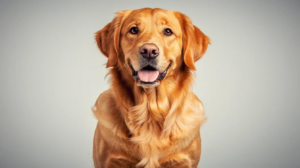 Separation anxiety dog training for a golden retriever